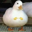 shyduck