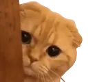 CatPeek
