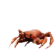 7274_crabrave