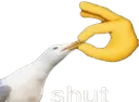 shut