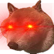 CS_Dog_Stare