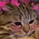 Catto catto Discord Emoji