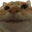 yescat