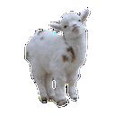 goat