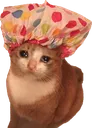 catShower