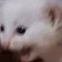 MA37_codm_catscream