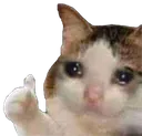 SadCat SadCat