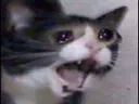 cattocry