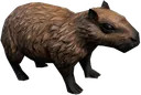 capy capy