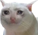 crycat crycat