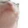 catjam