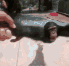 monkey_spin Discord emoji