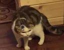 questionablecat