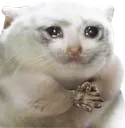 tdogPain tdogPain