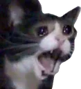 GatoChoro
