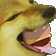 BORGER