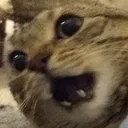 willayell