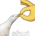 shut
