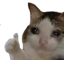 sadcatthumbsup