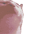 partyCAT