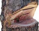 loggers