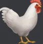 chiken