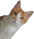 watdis Discord emoji