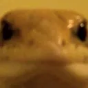 snek