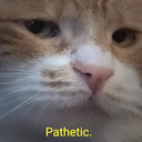 catpathetic Discord emoji