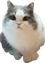 Cat Stare catstare Discord Emoji