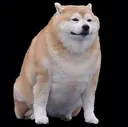 dog dog
