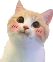 cutecat cutecat