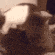 catvore Discord Emoji