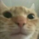 helo helo
