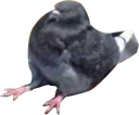 birdsit Discord emoji