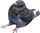 birdsit