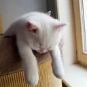 tiredcat