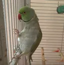 LongNeckBoi