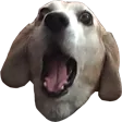 OhMyDog