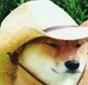HGhatdog HGhatdog