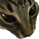 sniff