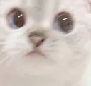 scaredcat