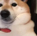 dogselfie