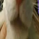 TheCat3 Discord Emoji