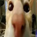 TheCat2 Discord Emoji