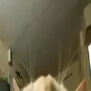 TheCat1 Discord Emoji