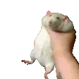 proteinshake
