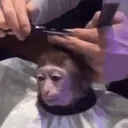 FreshMonki FreshMonki