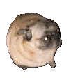 :pug_dance: pug_dance