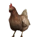 chicken